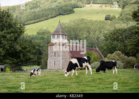 Holstein friesische Rinder und Bitterley Kirche in der Nähe von Ludlow, Shropshire, England, Großbritannien Stockfoto