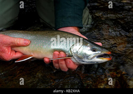 Fischer Holding ein Saibling oder Dolly Varden gefangen beim Fliegenfischen in der Nähe von Alaska Chignik Stockfoto