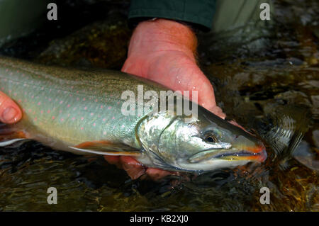 Fischer Holding ein Saibling oder Dolly Varden gefangen beim Fliegenfischen in der Nähe von Alaska Chignik Stockfoto