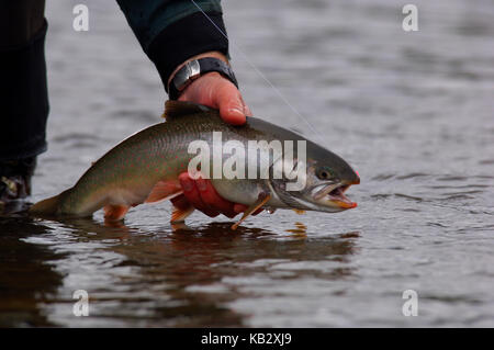 Fischer Holding ein Saibling oder Dolly Varden gefangen beim Fliegenfischen in der Nähe von Alaska Chignik Stockfoto