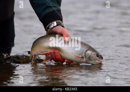 Fischer Holding ein Saibling oder Dolly Varden gefangen beim Fliegenfischen in der Nähe von Alaska Chignik Stockfoto