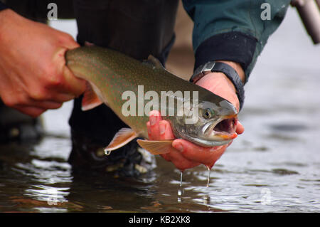 Fischer Holding ein Saibling oder Dolly Varden gefangen beim Fliegenfischen in der Nähe von Alaska Chignik Stockfoto