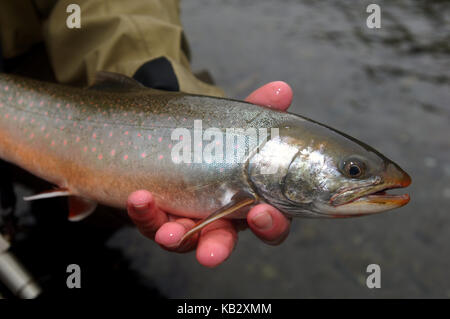 Fischer Holding ein Saibling oder Dolly Varden gefangen beim Fliegenfischen in der Nähe von Alaska Chignik Stockfoto