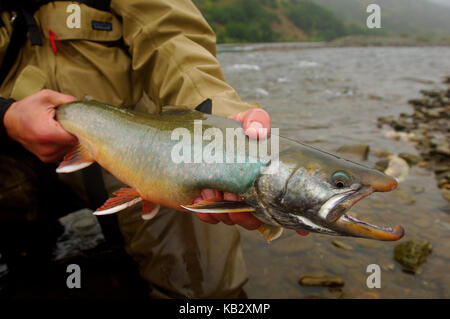 Fischer Holding ein Saibling oder Dolly Varden gefangen beim Fliegenfischen in der Nähe von Alaska Chignik Stockfoto