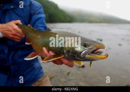 Fischer Holding ein Saibling oder Dolly Varden gefangen beim Fliegenfischen in der Nähe von Alaska Chignik Stockfoto