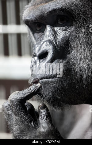 Portrait des Denkens Gorilla Stockfoto