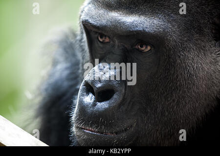 Portrait der männlichen Gorilla, in der Nähe von Alpha Male Stockfoto