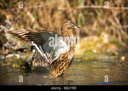 Ente auf dem Wasser ist immer bereit zu fliegen Stockfoto