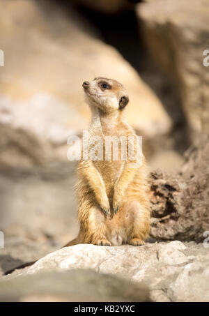 Junge Erdmännchen sitzend auf Rock und Suchen Stockfoto