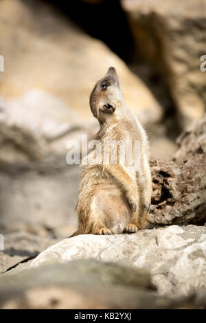 Erdmännchen auf einem Felsen sitzen Stockfoto