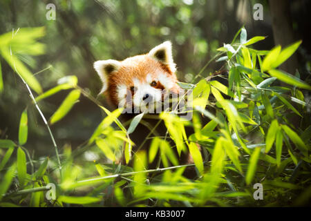 Junge kleiner Panda (Ailurus fulgens) Stockfoto