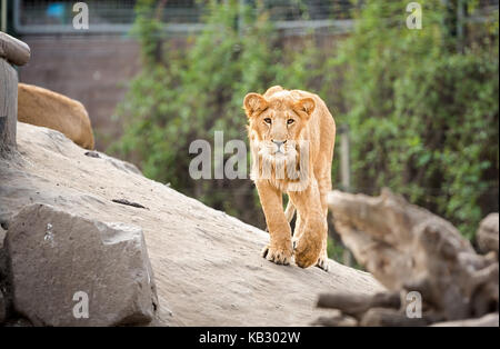 Schöne junge Löwen im Zoo Stockfoto