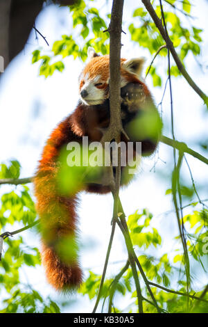 Roter Panda schlafen auf einem Ast Stockfoto