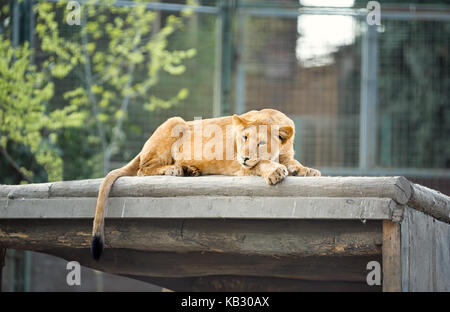 Schlafende Löwin im Zoo Park Stockfoto