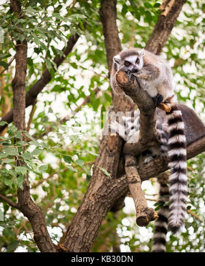 Schönen Ring-tailed Lemur liegend auf Baum Stockfoto