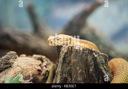 Die japanische Ratte Schlange (Elaphe climacophora) ist eine mittelgroße Schlange Stockfoto