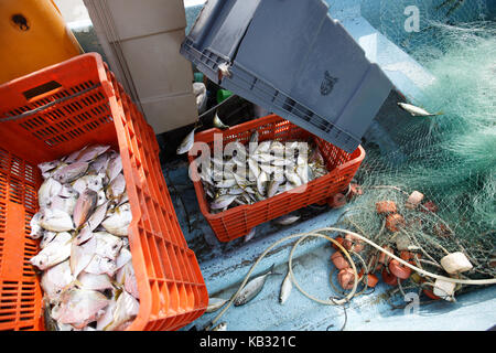 Frisch Fisch im La bamba Strand in Salina Cruz, Oaxaca, Mexiko. Stockfoto