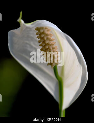 Eine Nahaufnahme eines spathiphyllum Blüte - Frieden Lily Stockfoto