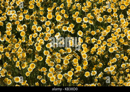 Die frühjahrsblüte von Tidy Tipps Teppich der Soda Seebecken in der Kalifornischen Carrizo Plain National Monument. Stockfoto