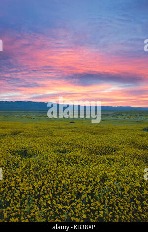 Frühling Sonnenaufgang über dem Temblor Reichweite und Soda See mit blühenden gelben ordentlich Tipps in der Kalifornischen Carrizo Plain National Monument. Stockfoto