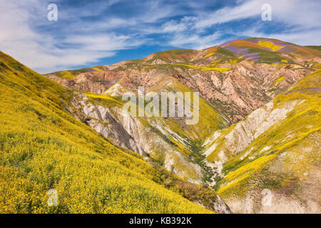 Die super Blüte des Frühlings Wildblumen auf der Temblor Bereich in der Kalifornischen Carrizo Plain National Monument. Stockfoto