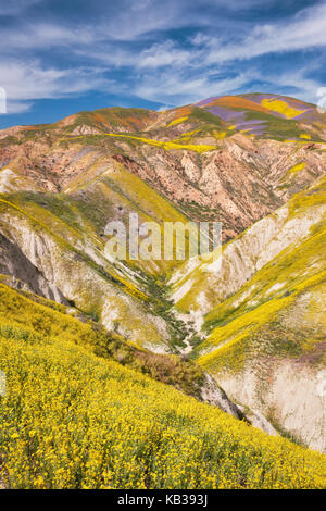 Die super Blüte des Frühlings Wildblumen auf der Temblor Bereich in der Kalifornischen Carrizo Plain National Monument. Stockfoto