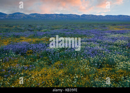 Sonnenuntergang über dem Temblor-Auswahl mit dem Super Frühjahrsblüte von Wildblumen im Soda Seebecken in der Kalifornischen Carrizo Plain National Monument. Stockfoto