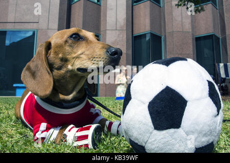 Jährliche dackel Fancy Dress Costume Contest Melbourne Australien Stockfoto