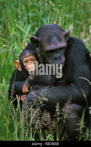 Schimpanse, Pan troglodytes, Mutter mit Jungtier, Stockfoto