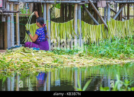 Intha Frau auf dem schwimmenden Garten in Inle Lake Myanmar arbeiten Stockfoto