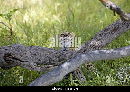 Leopard panthera Pardus, junge Tier, 4 Monate alte, Blick nach oben, Namibia, Stockfoto