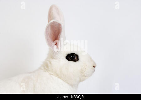 Hotot Kaninchen vor weißem Hintergrund, Rasse aus der Normandie, Stockfoto