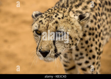 Cheetah, Acinonyx jubatus, Jagd, Medium close-up, Namibia, Stockfoto