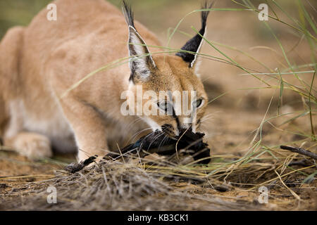 Pezzi, Caracal Caracal, erwachsenen Tier mit Raub, Namibia, Stockfoto