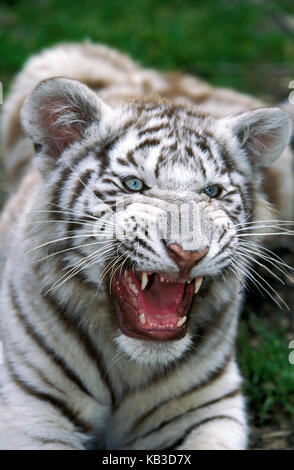 Weißer Tiger, Panthera tigris, junge Tier, Zischen, Medium close-up, Stockfoto