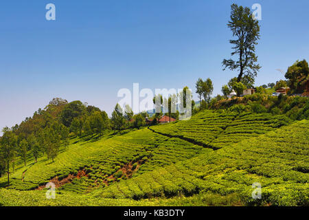 Indien, Tamil Nadu, Ooty, nilgiri Berge, Tee Plantage Stockfoto