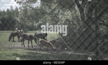 Vieh im Corral. Pferde fressen das Gras im Corral. Eine Pferde Schürfwunden ist eine Weide Stockfoto