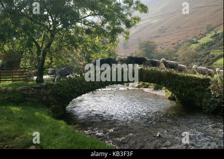 Herdwick-schafe auf packesel Brücke Stockfoto