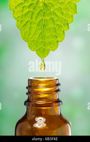 Tropfen ein Blatt von Heilpflanzen fällt in einer Flasche, Stockfoto