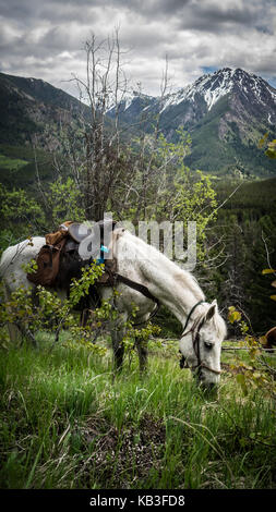 Weißes Pferd weiden auf den Bergwiesen im frühen Frühjahr. Blick zurück in Richtung Eldorado. (South chilcotin Mountain Park, BC, Kanada) Stockfoto