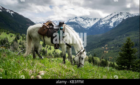 Weißes Pferd weiden auf den Bergwiesen im frühen Frühjahr. Blick zurück Richtung Dickson. (South chilcotin Mountain Park, BC, Kanada) Stockfoto