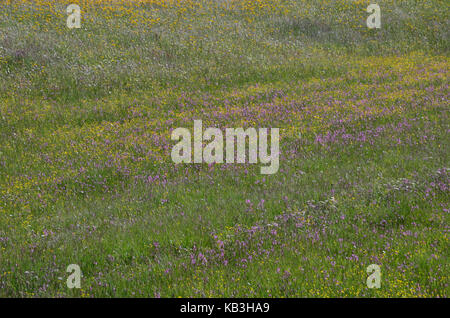 Deutschland, Bayern, Flora, Alm, alpinen Blumenwiese, Stockfoto