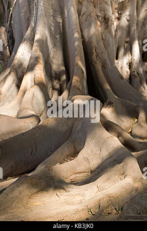 Root System über dem Boden von sehr großen Baum Stockfoto