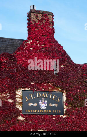 Parthenocissus Tricuspidata. Boston Ivy/Japanische Kriechgang für die JT Davies Pub Wände in Banbury, Oxfordshire, England Stockfoto