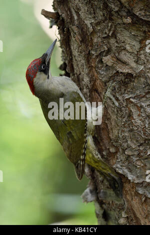 Grünspecht / Grünspecht (Picus viridis), thront auf einem Baumstamm, festhalten, in typischer Pose, Europa. Stockfoto