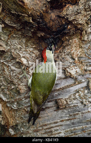 Grünspecht / Grünspecht (Picus viridis), Fütterung der Jungfische/Küken/Junge im Nest hole, Europa. Stockfoto