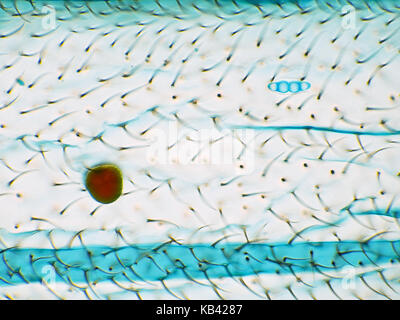 Helle Arbeitsscheinwerfer Aufnahme von einem Insekt Flügel in lactophenol Cotton blue montiert, mit einer Anlage Pollenkorn und eine Pilz Spore Stockfoto