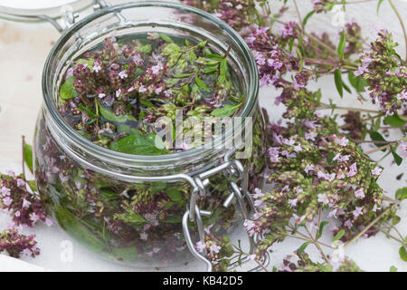 Oregano-Tinktur, Oregano wird in Alkohol ausgezogen, alkoholischer Auszug, Tinktur. Oregano, Wilder Dost, Echter Dost, Gemeiner Dost, Origanum vulgare Stockfoto