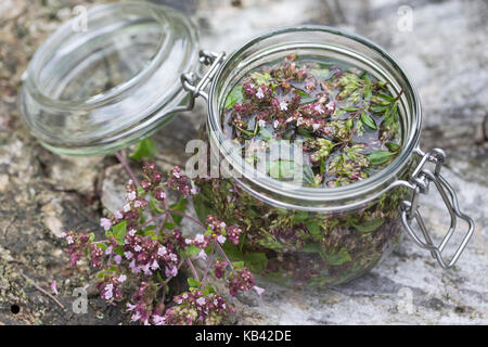 Oregano-Tinktur, Oregano wird in Alkohol ausgezogen, alkoholischer Auszug, Tinktur. Oregano, Wilder Dost, Echter Dost, Gemeiner Dost, Origanum vulgare Stockfoto