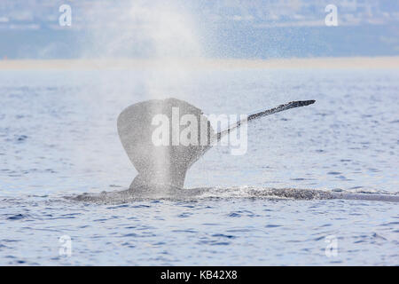 Humpback whale watching in Los Angeles Stockfoto